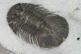 Bargain, Scabriscutellum Trilobite - Morocco #142180-4